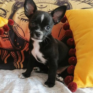 Kévin J.